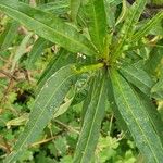 Solanum aviculare Folio