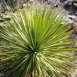 Yucca thompsoniana Агульны выгляд