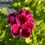 Pelargonium grandiflorum Flor