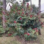 Calliandra haematocephalaFlower