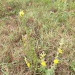 Verbascum sinuatumFlor