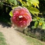 Rosa x damascena Flower