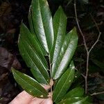 Paramachaerium gruberi Leaf