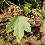 Acer diabolicum Folla