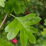 Crataegus laevigata Листок