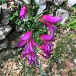 Gladiolus italicus Blomst