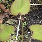 Epimedium alpinum Fuelha