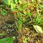 Littorella uniflora Leaf