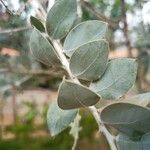 Acacia podalyriifolia Blatt