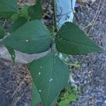 Psophocarpus tetragonolobus Leaf