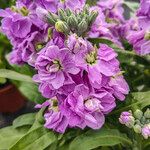 Matthiola incana പുഷ്പം