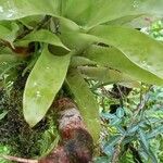 Catopsis sessiliflora Leaf