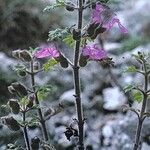 Teucrium botrys Plante entière