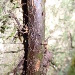 Stenochlaena tenuifolia Beste bat