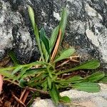 Erigeron alpinus পাতা