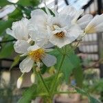 Sparrmannia africana Flower