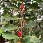 Eugenia punicifolia Fruit