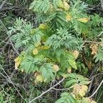 Melianthus villosusBlatt