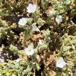 Heliotropium sinuatum Flor