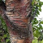 Betula pubescens Bark