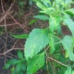Salvia farinacea Blad
