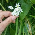 Allium triquetrumFlor