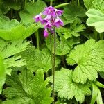 Primula matthioli List