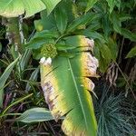 Costus afer Φύλλο