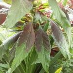 Amaranthus tricolor Лист