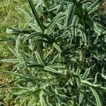 Cirsium vulgareBlad