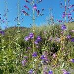 Penstemon spectabilis Flower