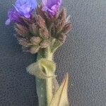 Anchusa procera 花