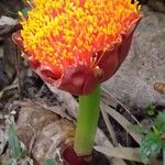 Scadoxus puniceus Lorea