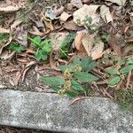 Euphorbia hirta Fulla
