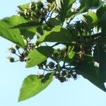 Crataegus crus-galli Fruit