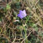 Campanula rotundifoliaFiore