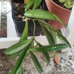 Hoya longifolia Folha
