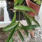 Hoya longifolia Blad