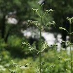 Scrophularia elatior Habitus