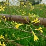 Brassica barrelieri Fleur