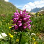 Stachys pradica Flower