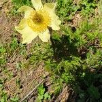 Pulsatilla alpinaFlower