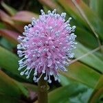Helonias bullata फूल