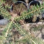 Abies cephalonica Sonstige