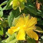 Hypericum calycinumKvět