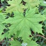Acer platanoides ഇല
