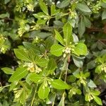 Pittosporum heterophyllumFolha