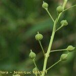 Neslia paniculata Vrucht