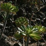 Aeonium pseudourbicum Other