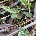 Antennaria plantaginifolia Levél